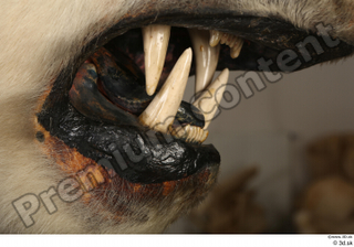 Polar bear mouth teeth 0002.jpg